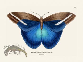 164 Great Occidental